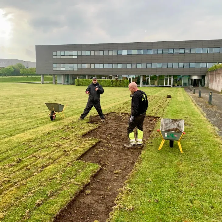 Plantación de flores silvestres