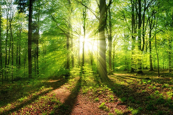 sustainability - trees and light
